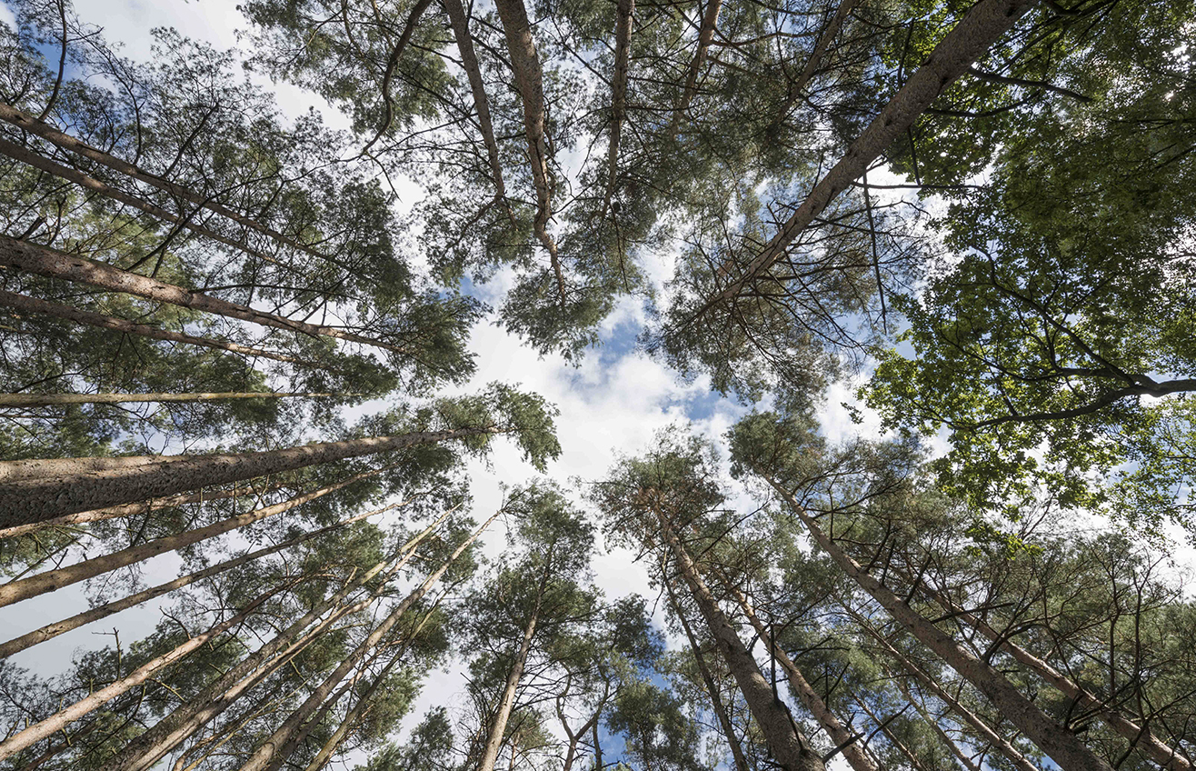 Whitehill and Bordon