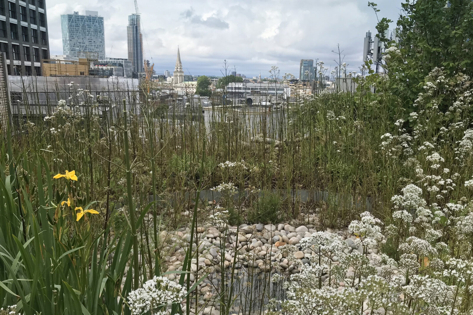 Climate resilient planting